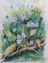 Helmut Vitroler Leberblümchen, Aquarell 34x46